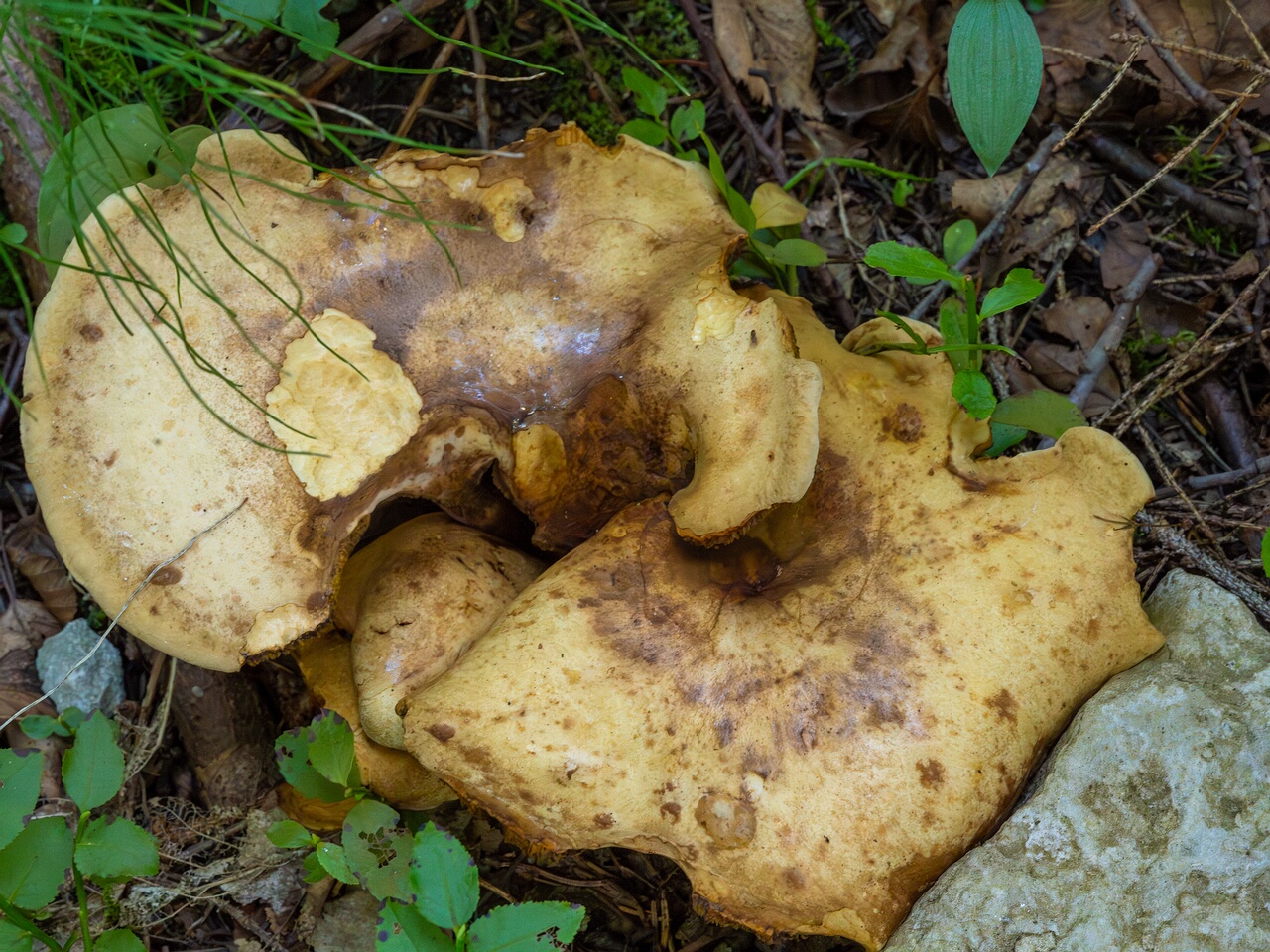 gyrodon-lividus_1-11