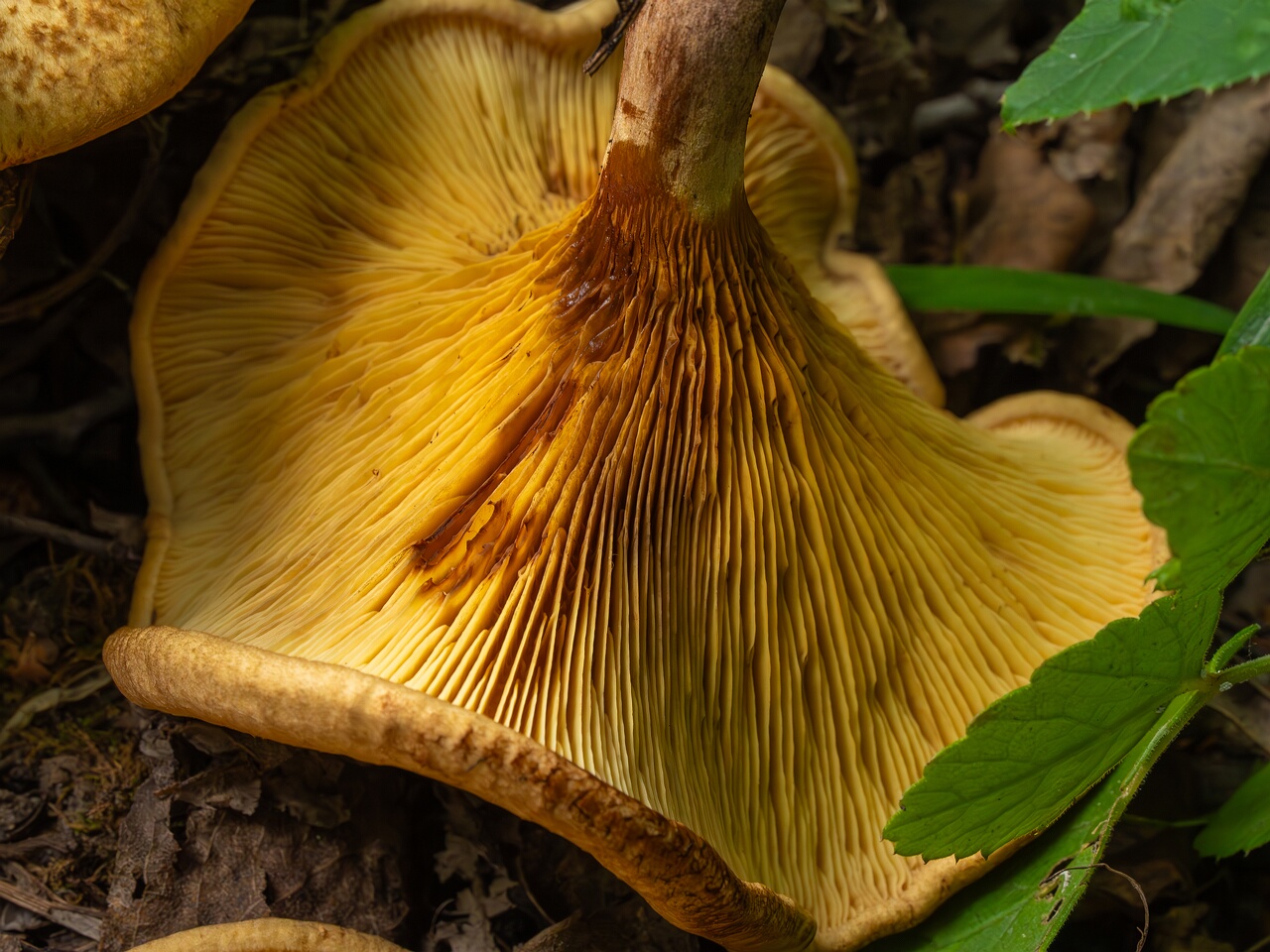 paxillus-involutus-11
