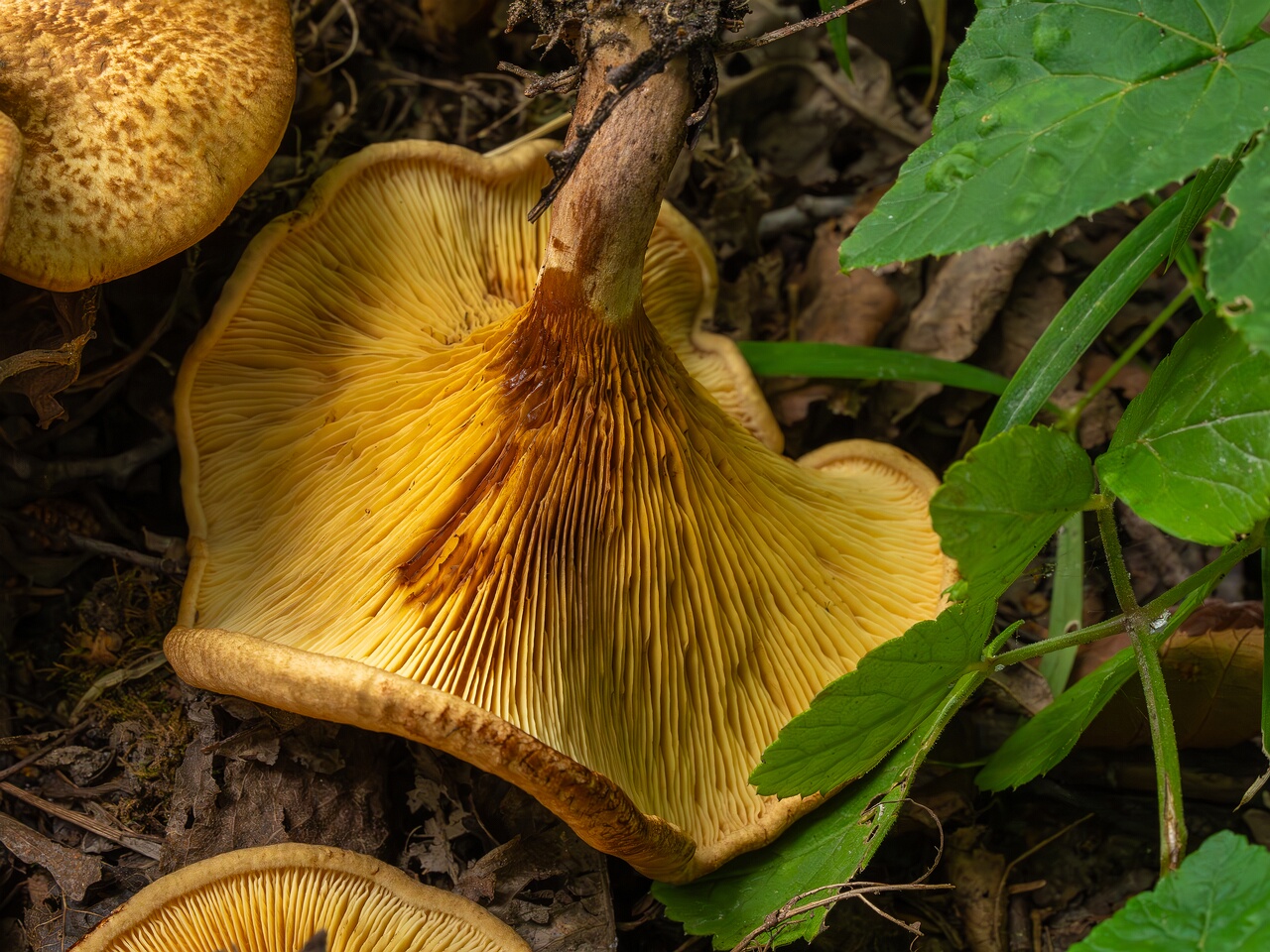 paxillus-involutus-12