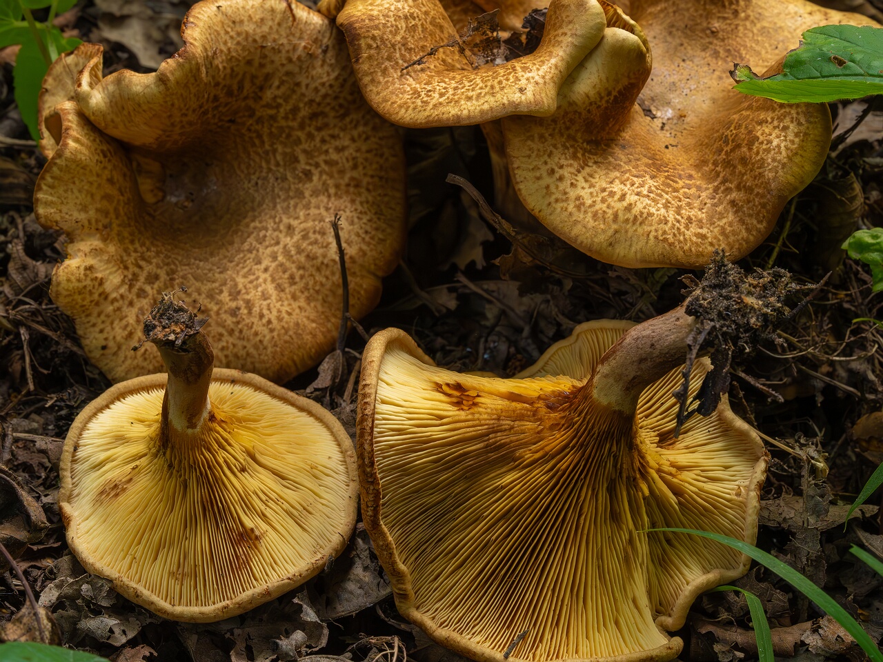 paxillus-involutus-17