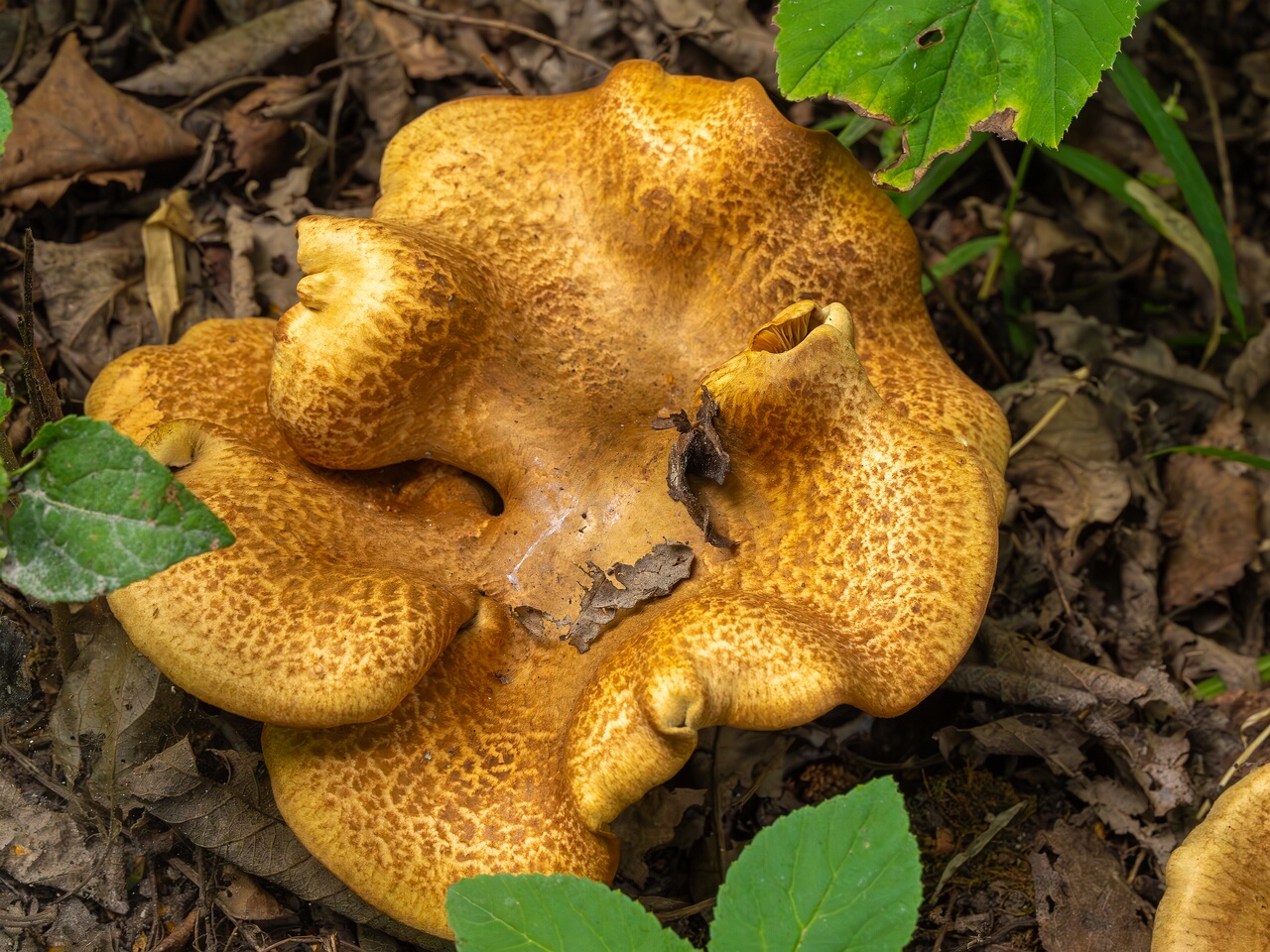 paxillus-involutus-3