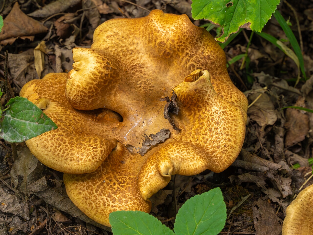 paxillus-involutus-4