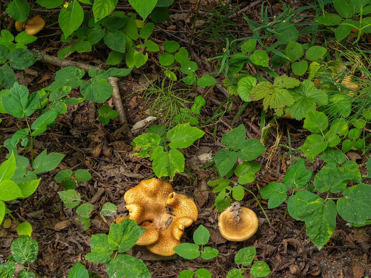 paxillus-involutus-6