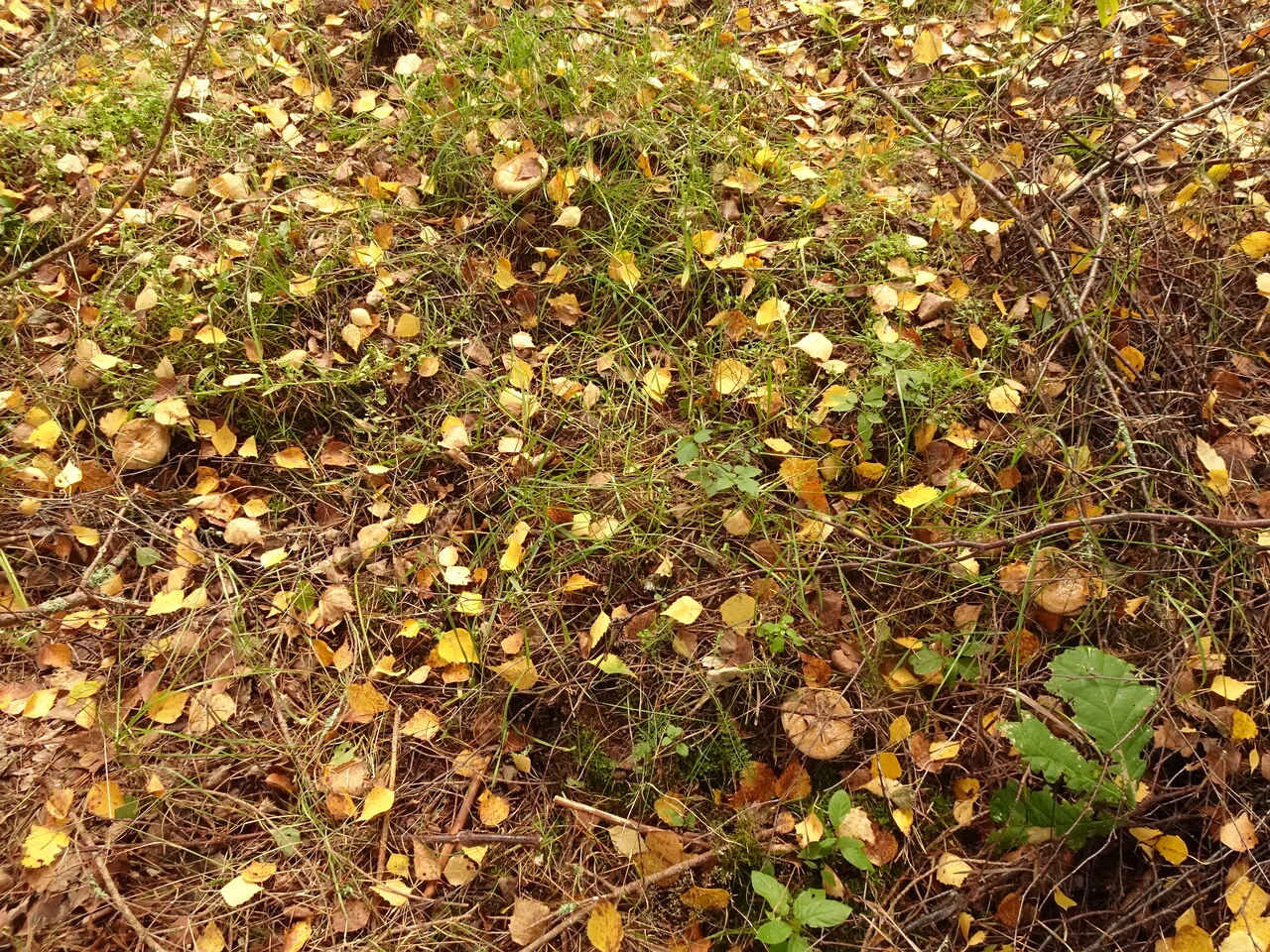 DSC07012