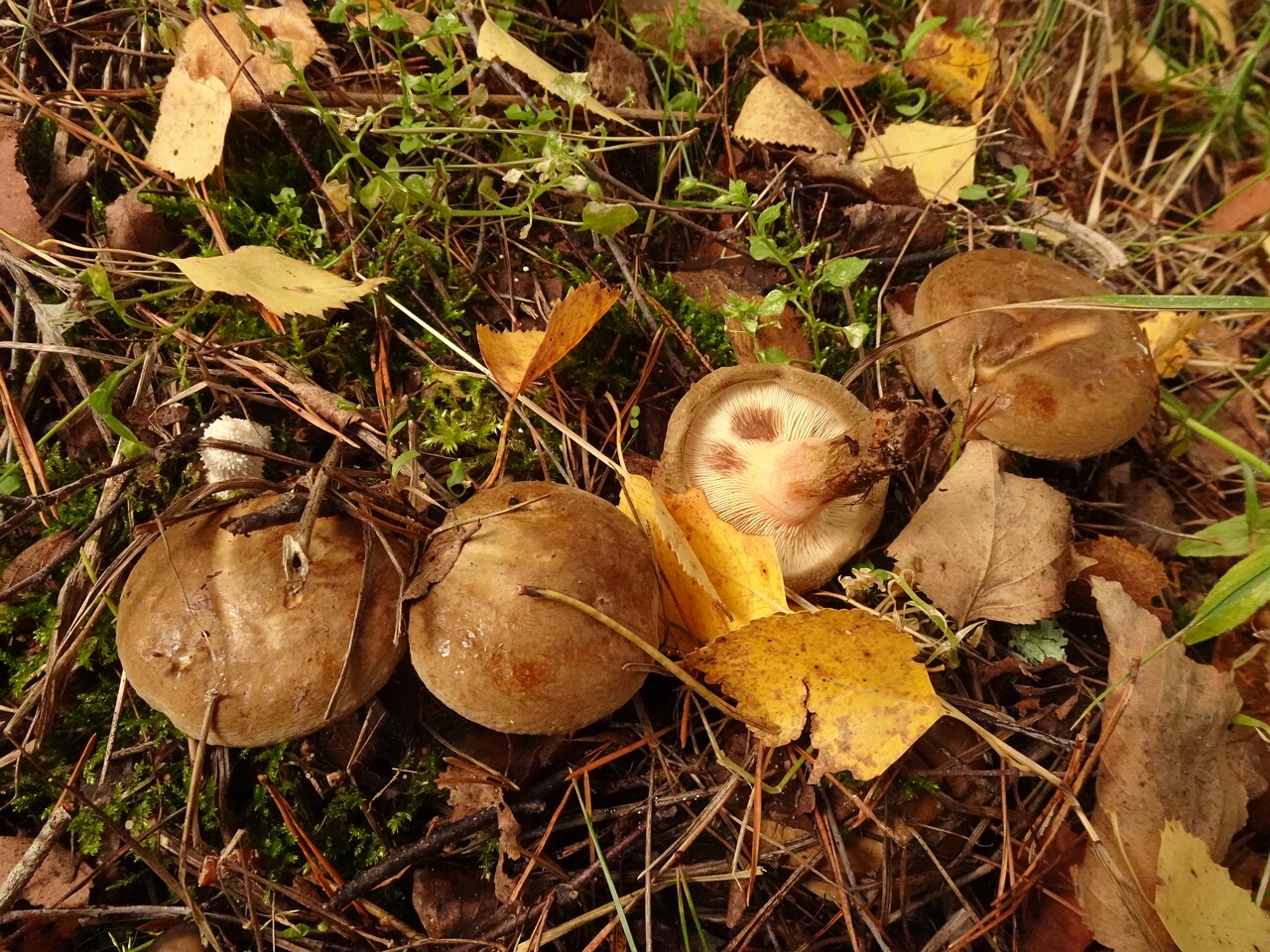 DSC07019