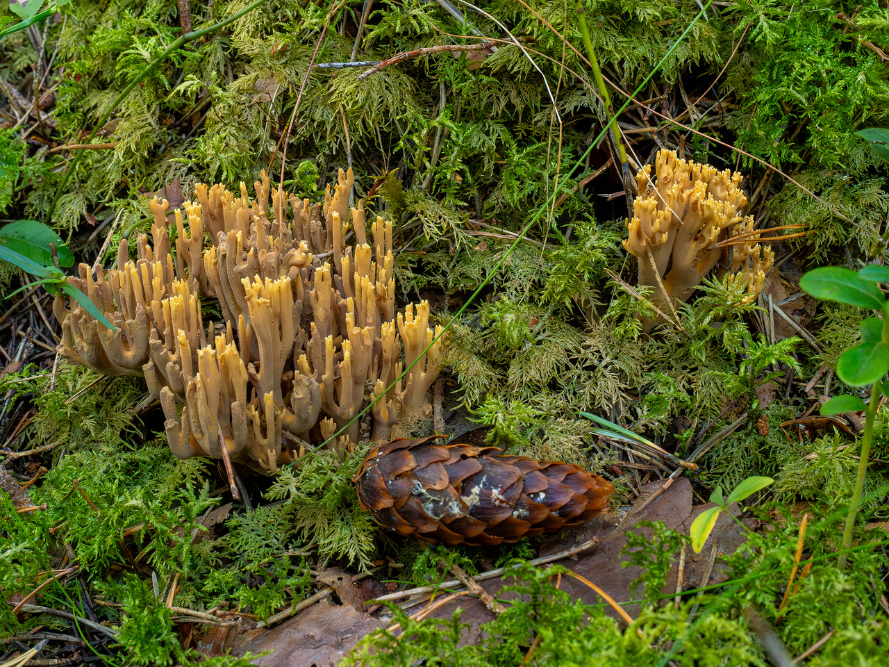 ramaria-eumorpha_1-4