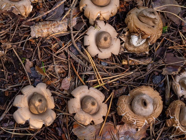 Звездовик бахромчатый - Geastrum fimbriatum