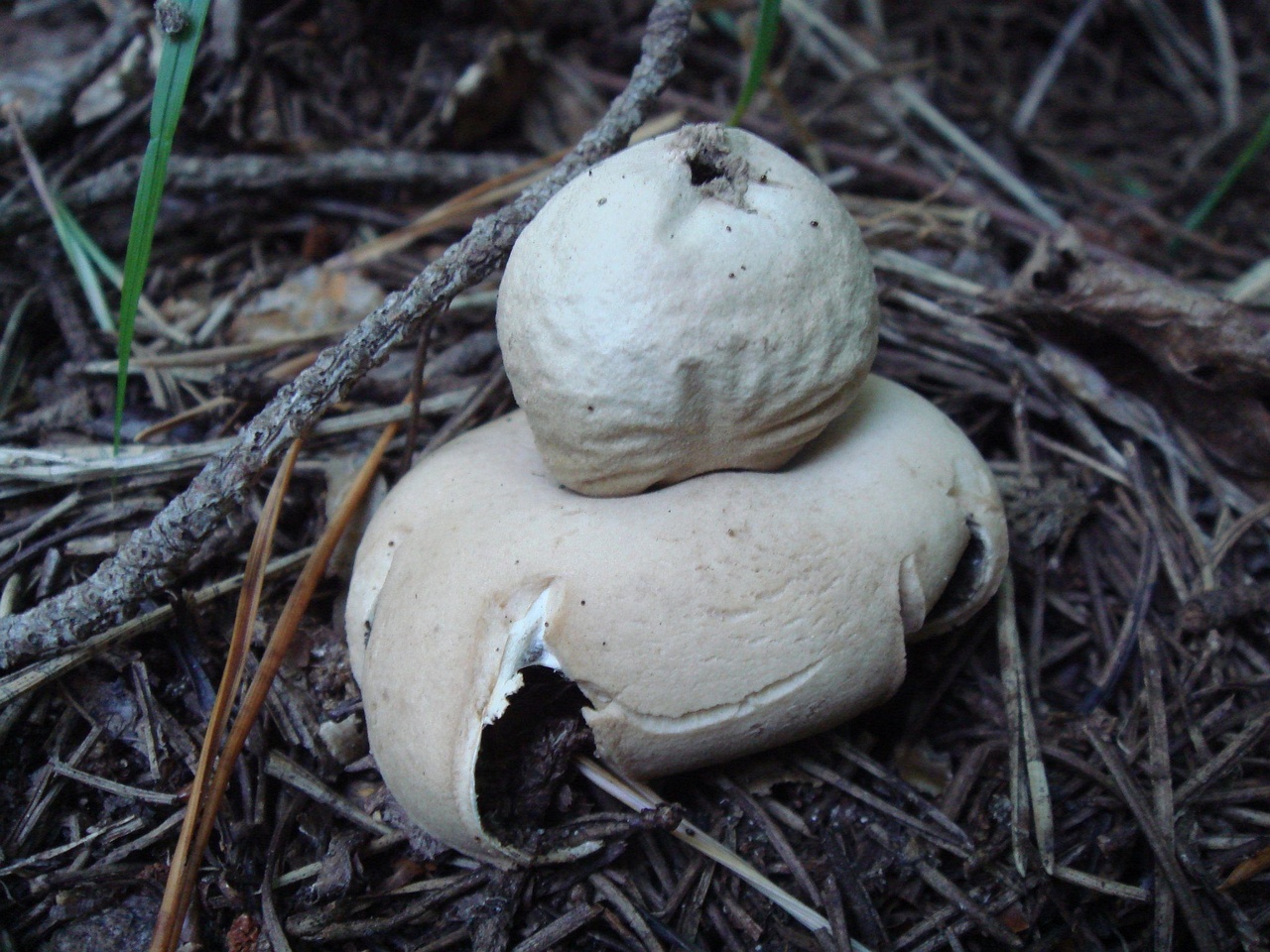 fungi-0003242