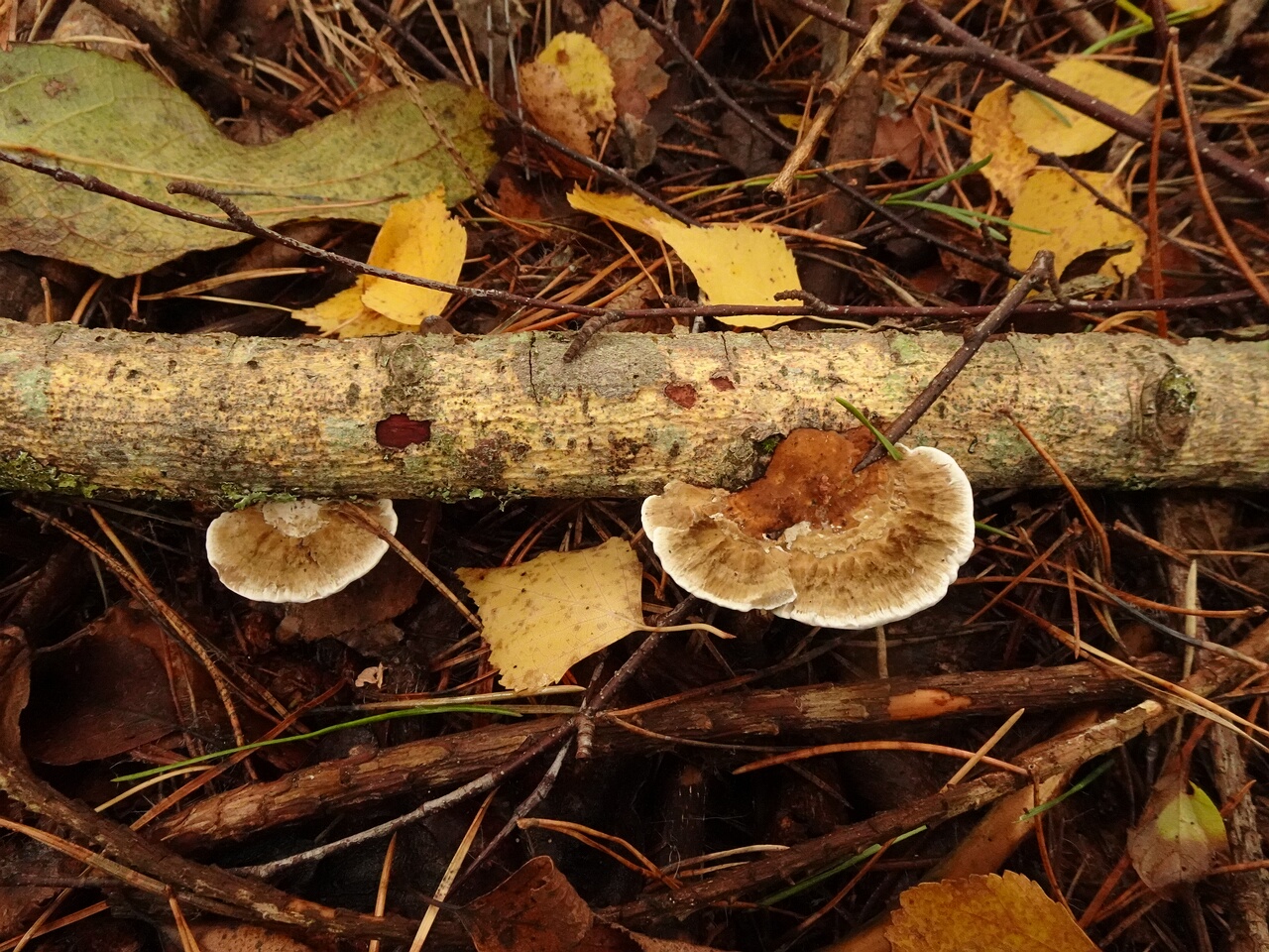 DSC07041