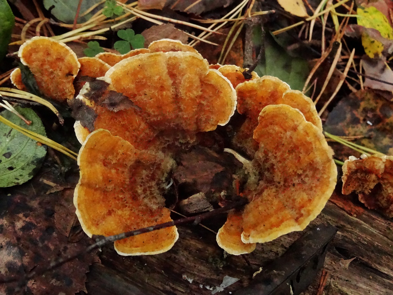 DSC04011