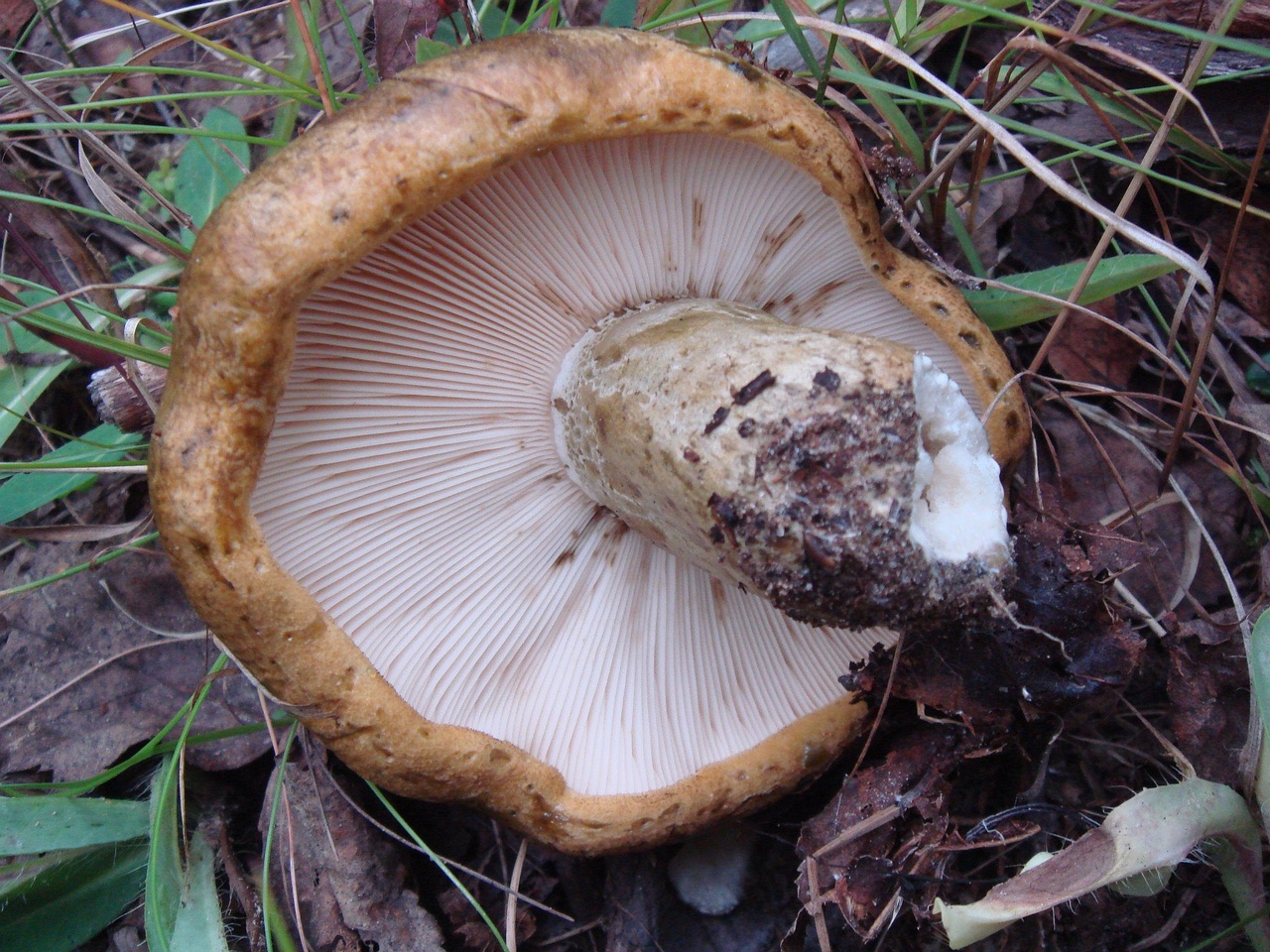 fungi-0003266