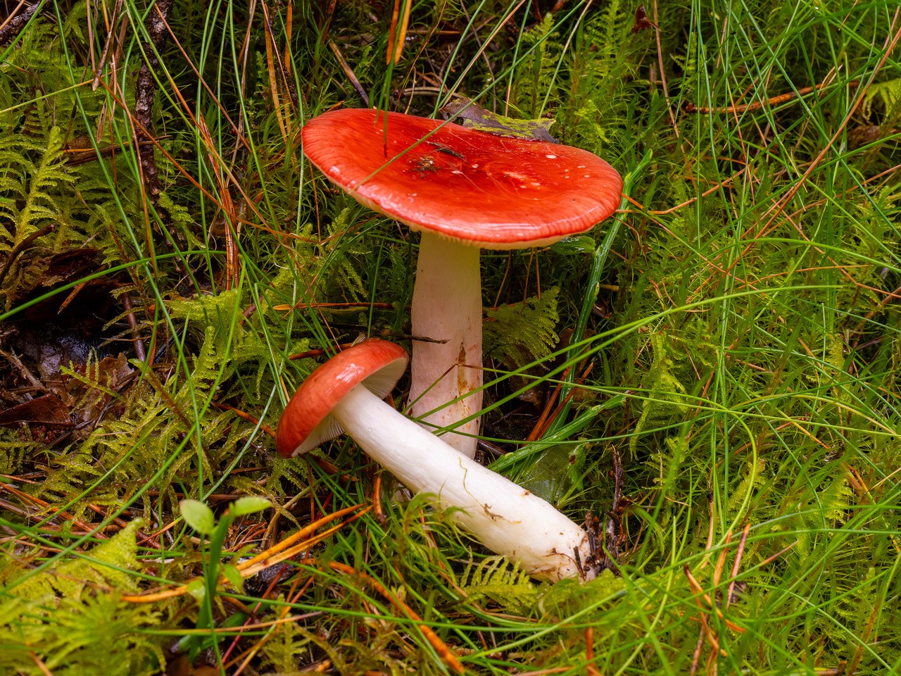 russula-paludosa_2-5