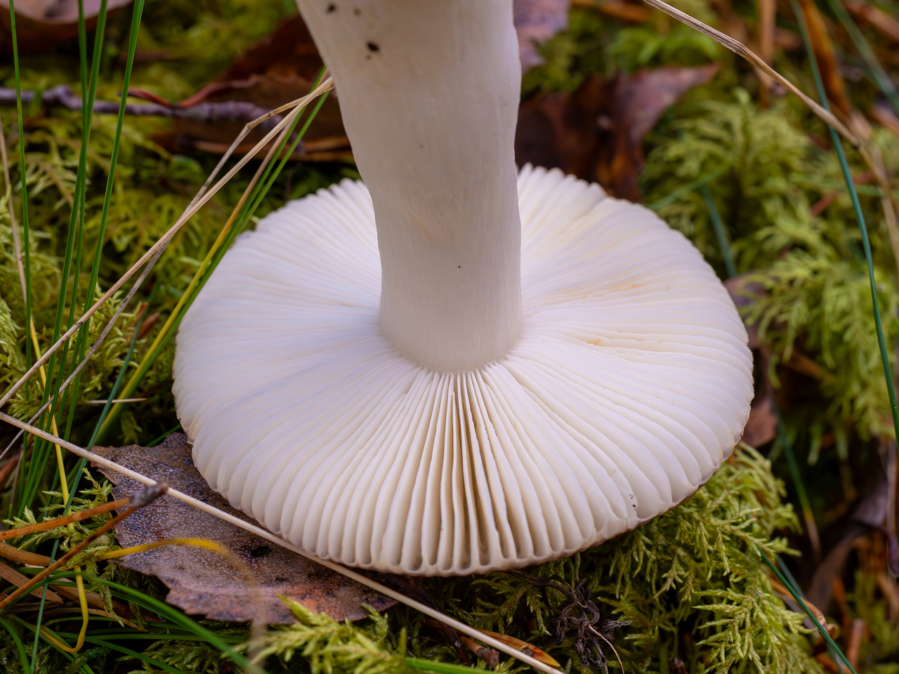 russula-fragilis_2024-10-06_1-6