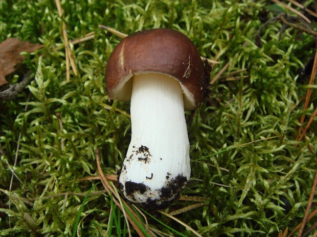 Сыроежка родственная - Russula consobrina