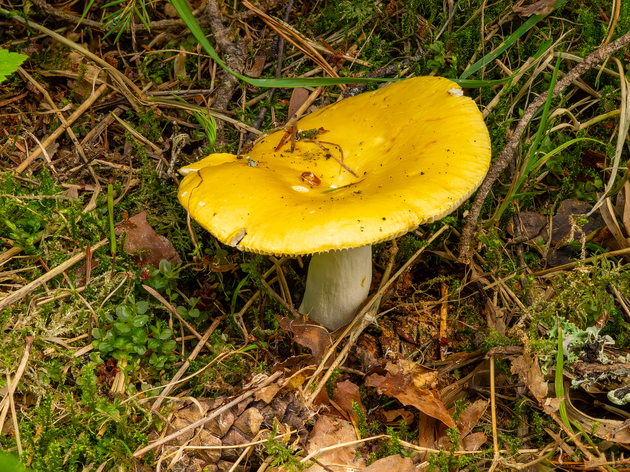 !russula-claroflava_2023-07-28_1