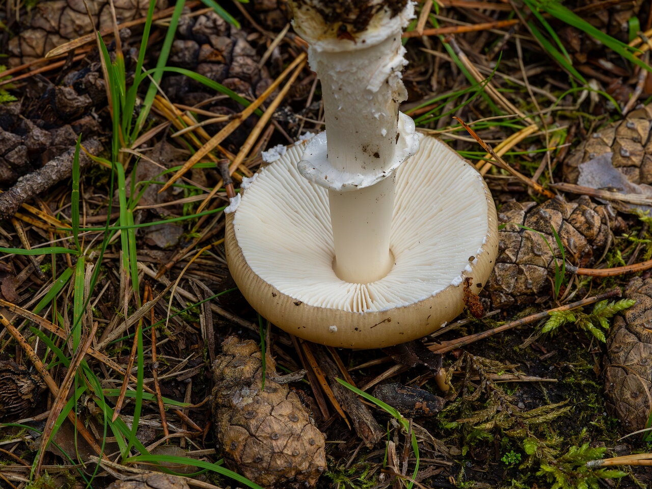 amanita-eliae_2023-09-14_1-12