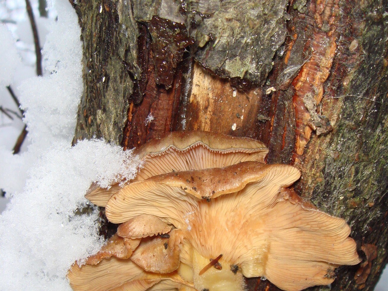 fungi-0000139