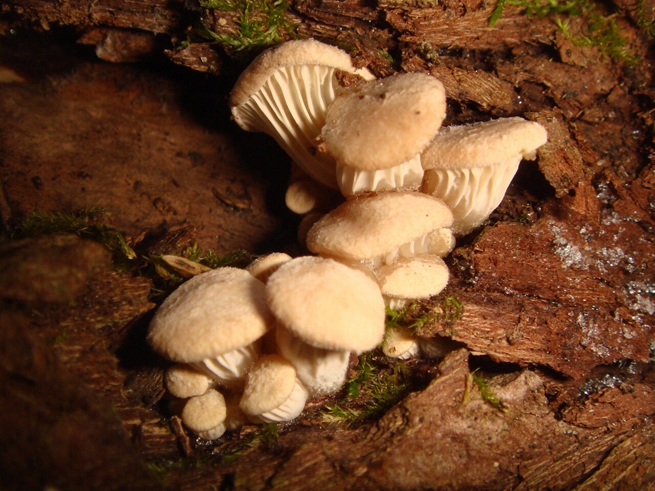 fungi-0002838