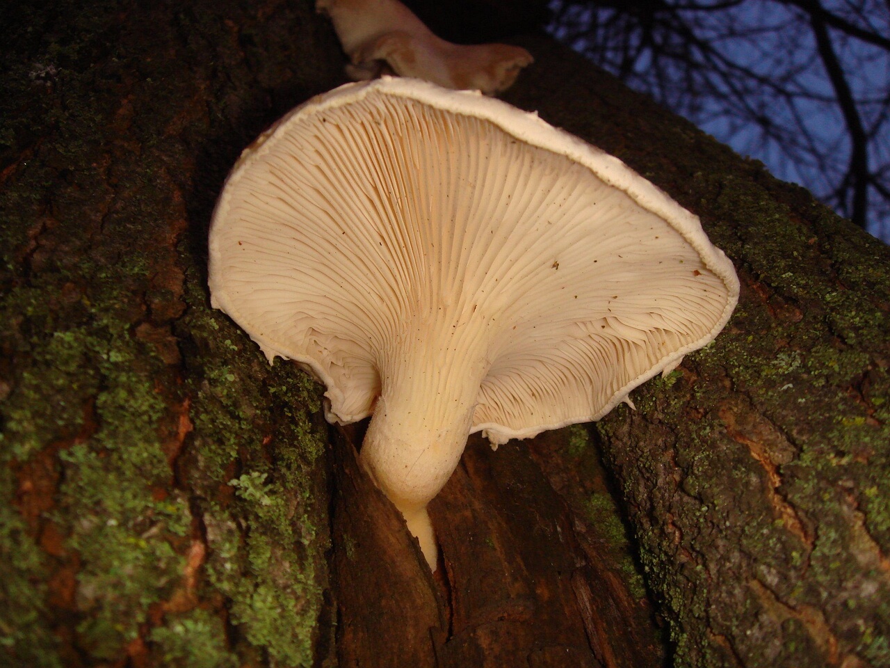 fungi-0003741