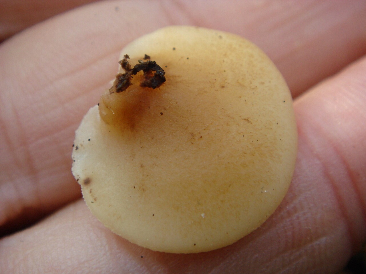 fungi-0001231
