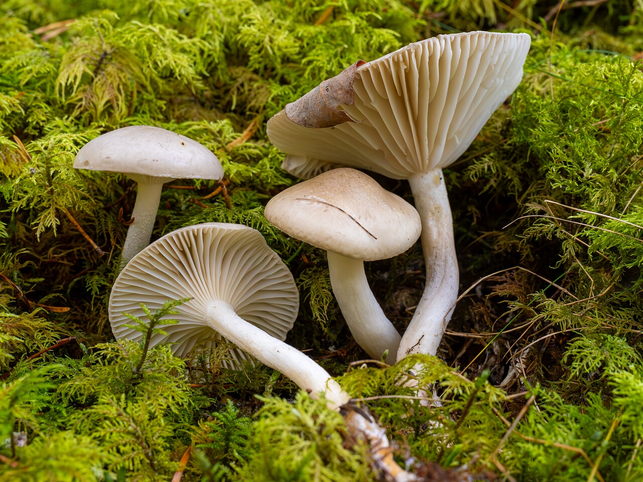 hygrophorus-agathosmus_2024-10-19_1-11