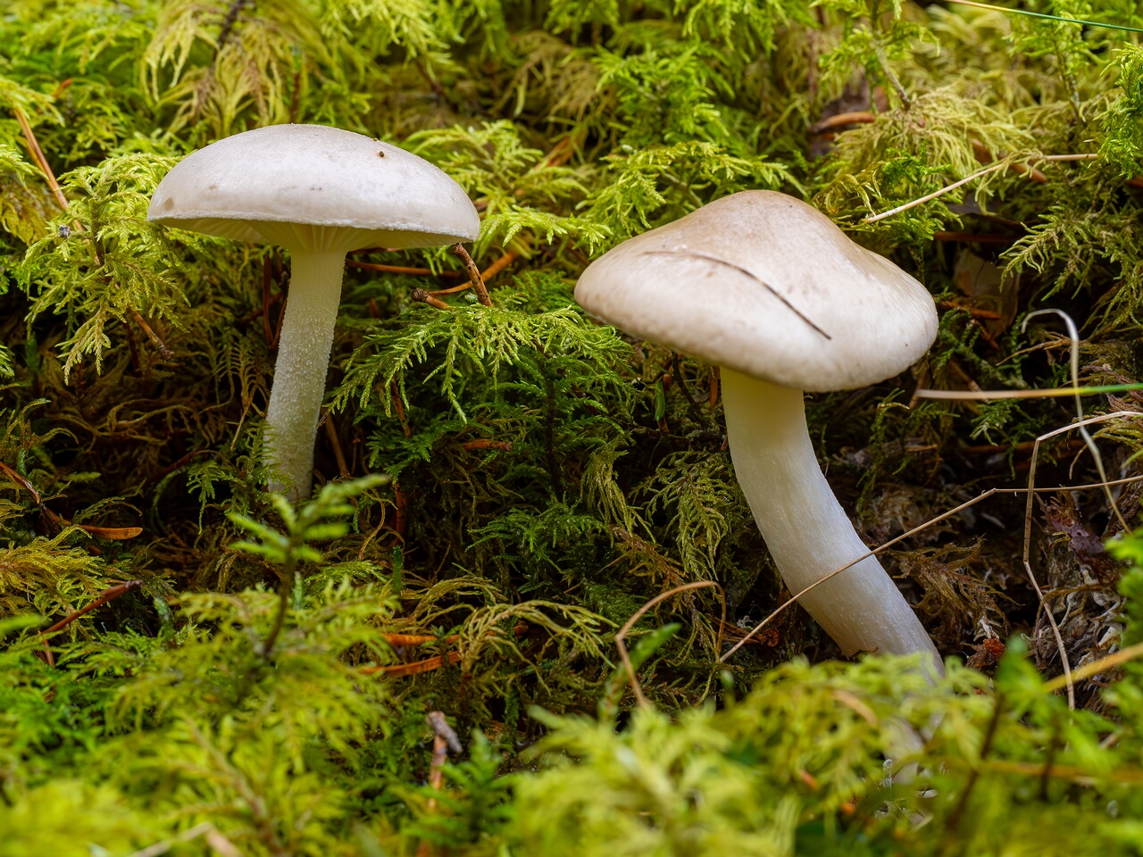 hygrophorus-agathosmus_2024-10-19_1-3