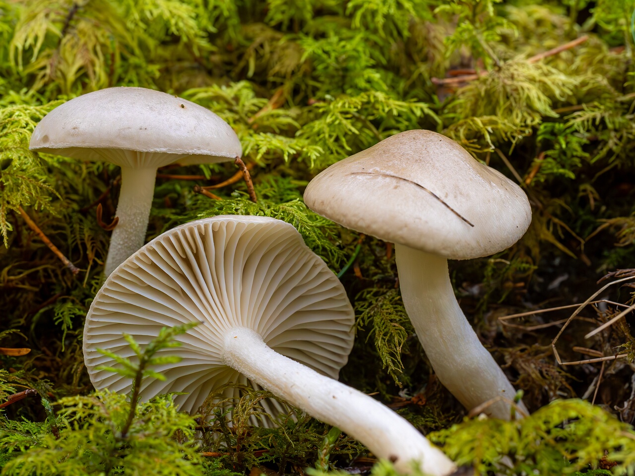 hygrophorus-agathosmus_2024-10-19_1-9