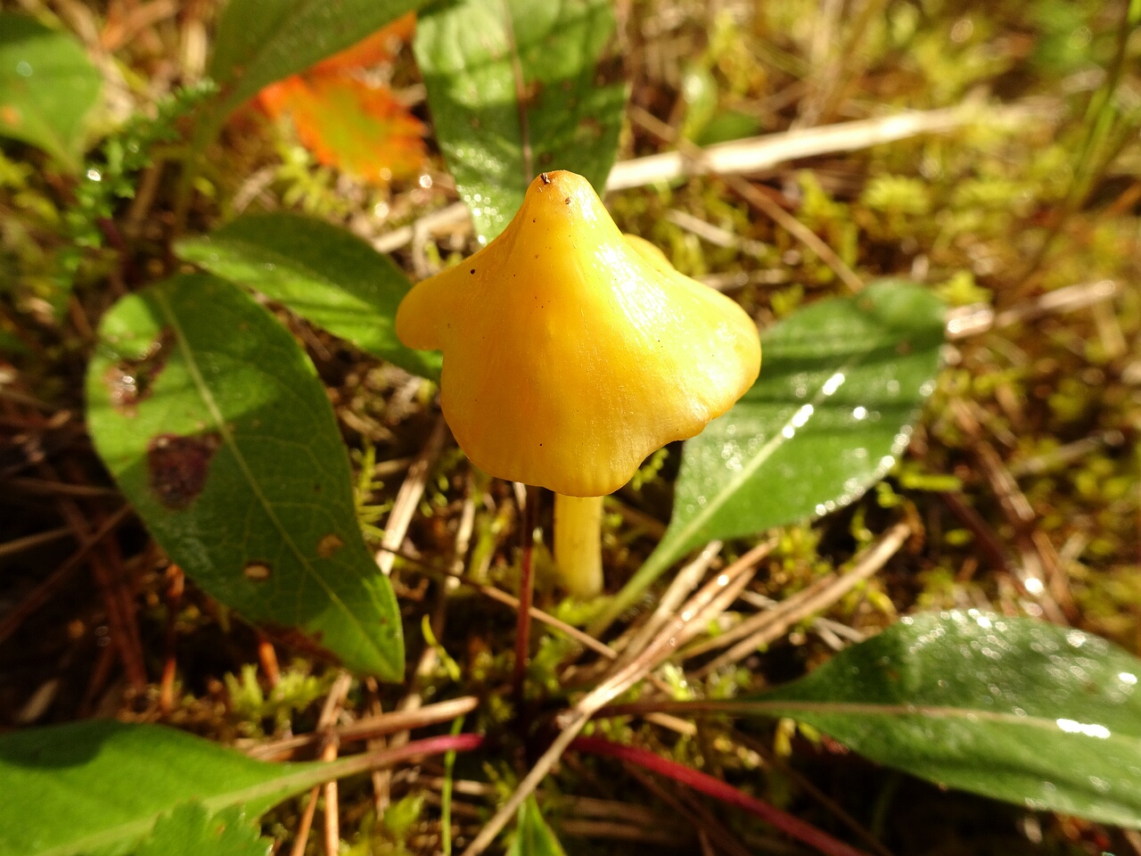 DSC05968