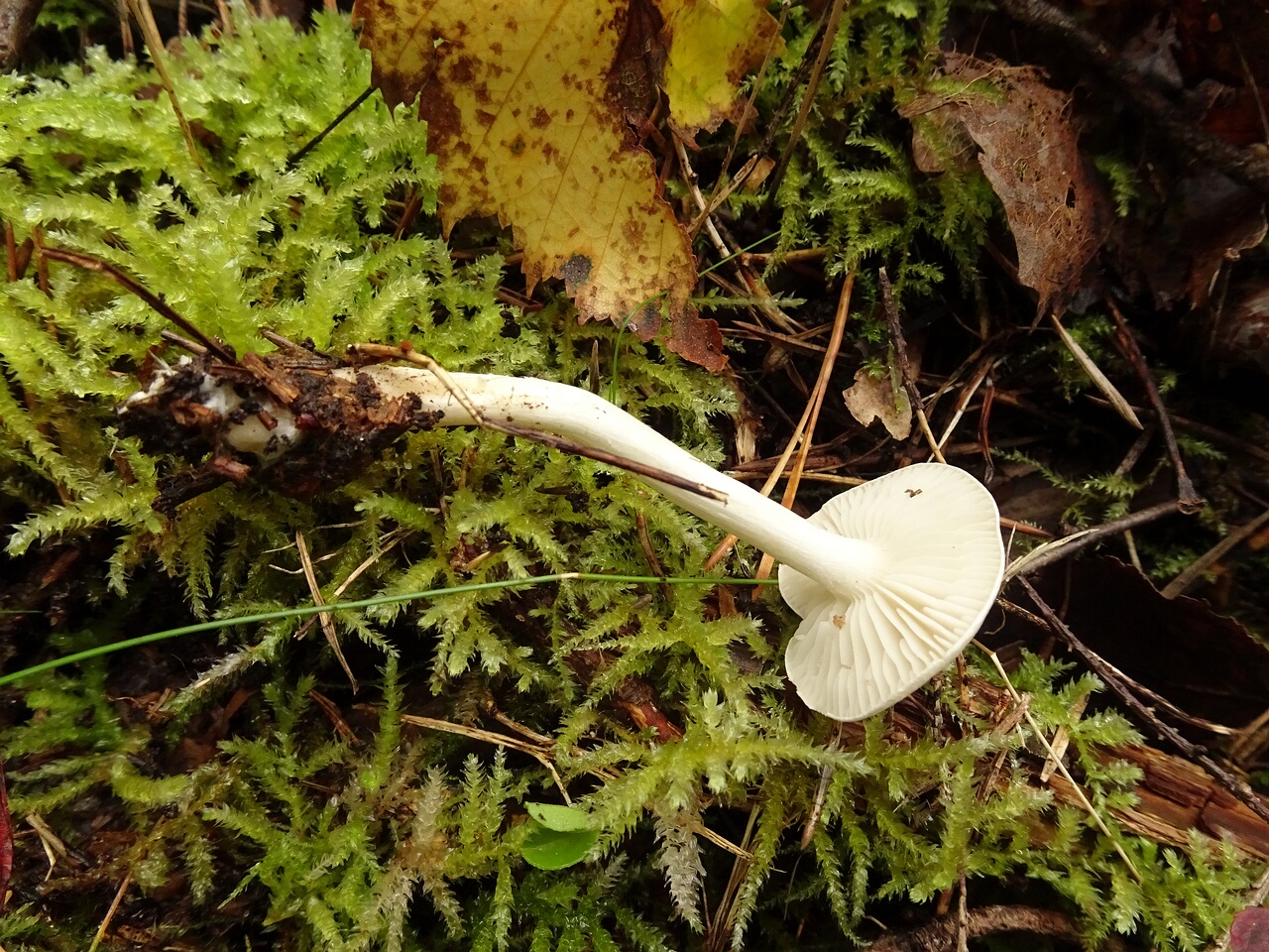 DSC00510