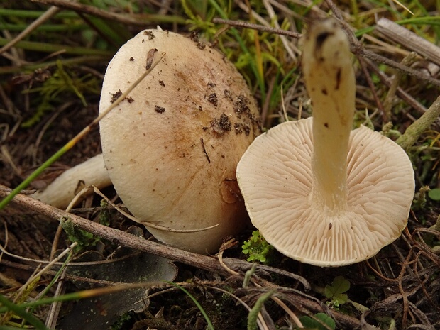 Hebeloma crustuliniforme - Гебелома клейкая - Poison Pie - Gallertfleischiger Helmling Hebeloma crustuliniforme, also known as Poison Pie or Gallertfleischiger Helmling, is a medium-sized basidiomycete...