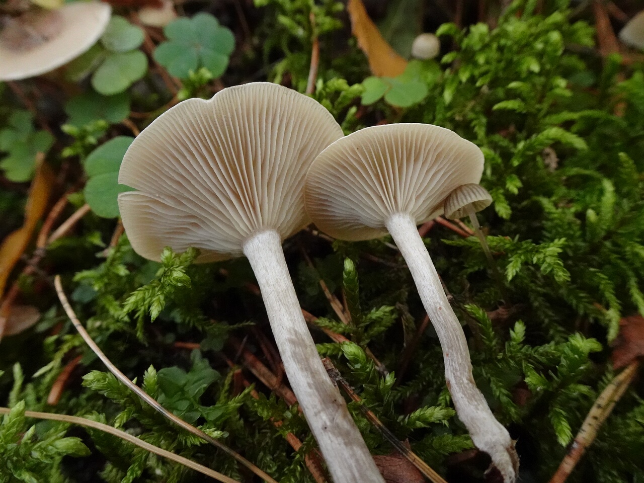 DSC07706