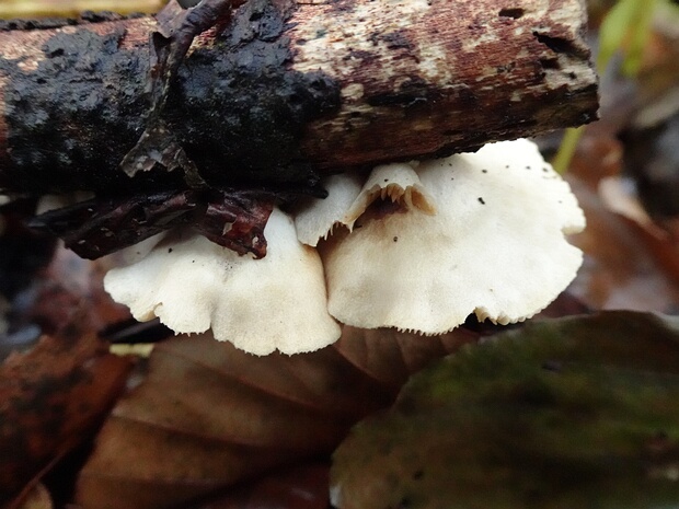 Crepidotus variabilis - Крепидот переменчивый - Variable Oysterling - Variabler Zärtling Crepidotus variabilis, also known as the Variable Oysterling or Variabler Zärtling, is a species of mushroom in the...