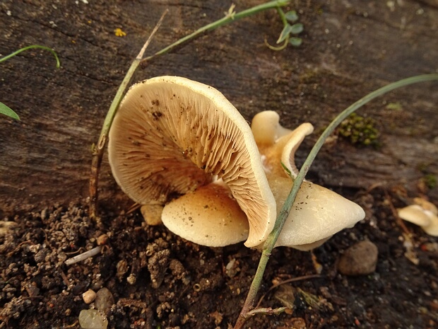 Crepidotus mollis - Крепидот мягкий - Soft Crepidotus - Weicher Schwindling Crepidotus mollis, also known as Soft Crepidotus, is a species of mushroom in the family Crepidotaceae. It is a small,...