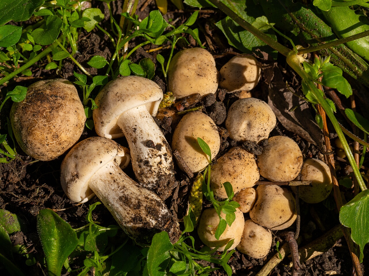 Calocybe gambosa _2025-05-19_1-10