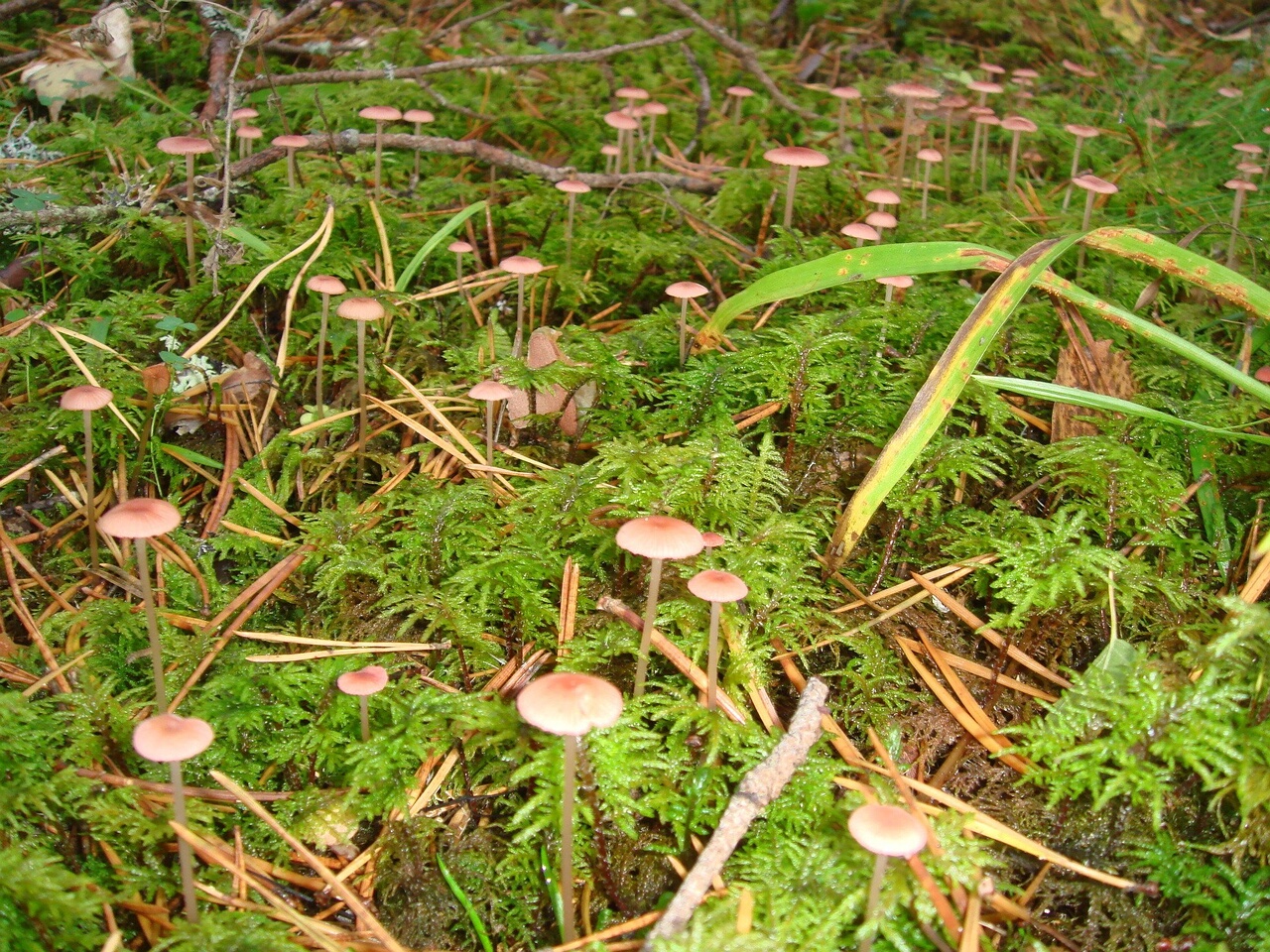 fungi-0004176