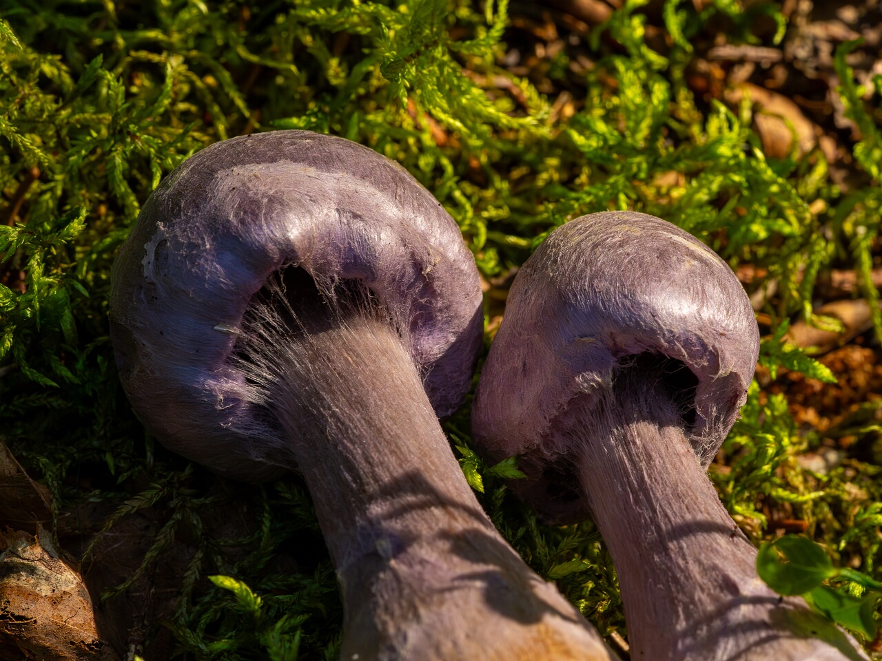 сortinarius-traganus_1-6