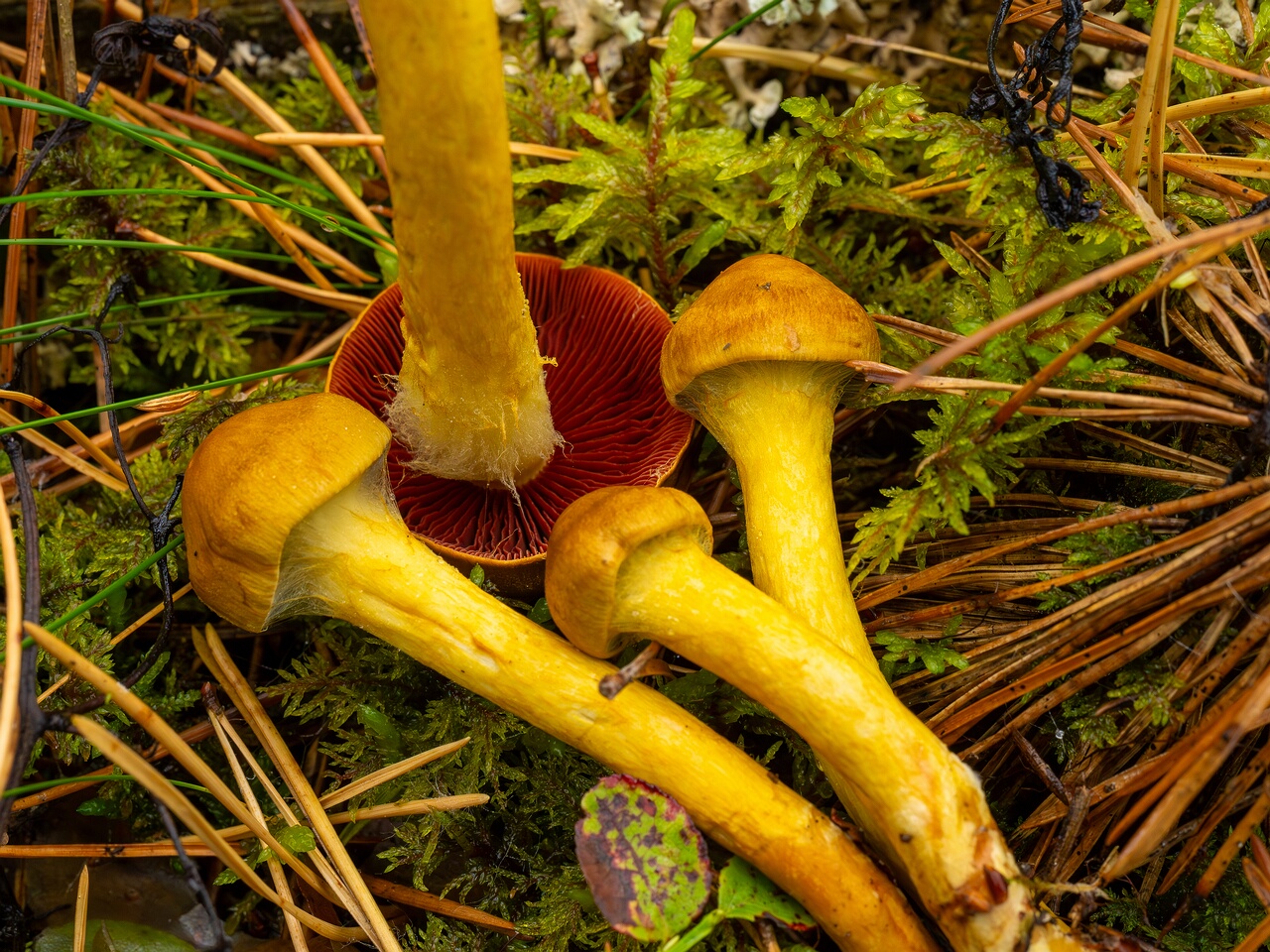 cortinarius-semisanguineus_1-15