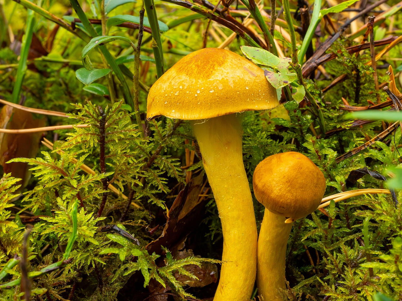 cortinarius-semisanguineus_1-3