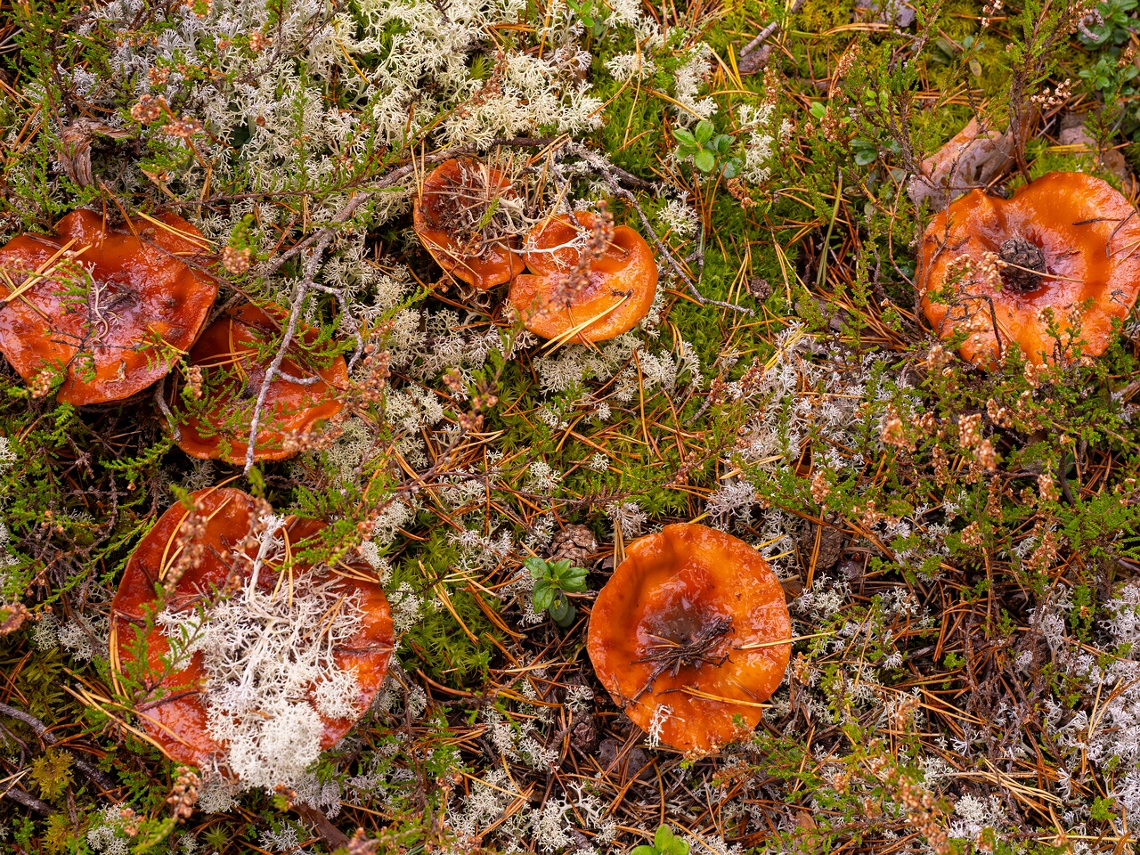 cortinarius-mucosus_2024-10-12_1-10