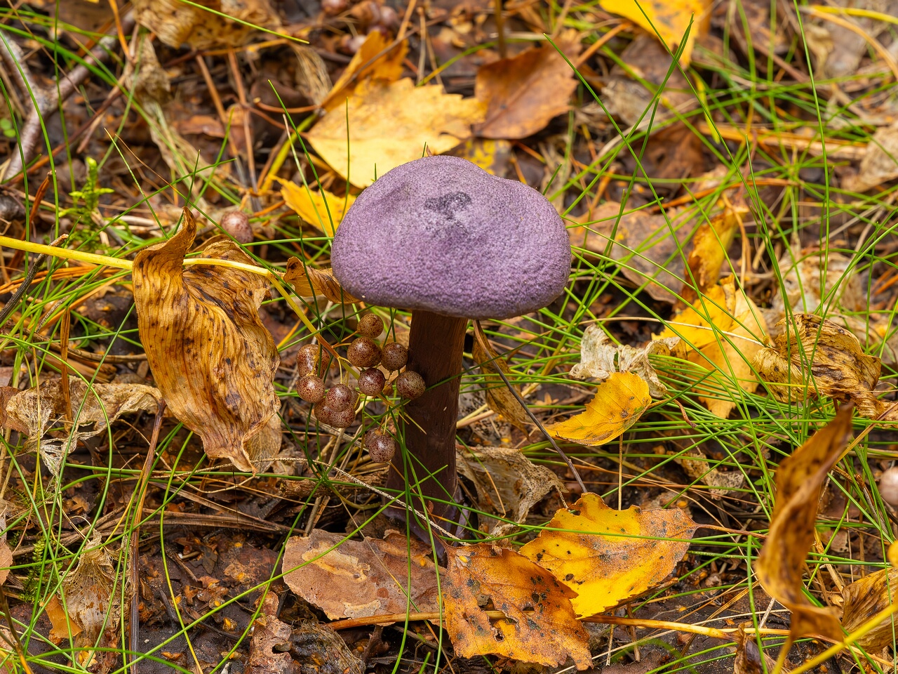 cortinarius-violaceus_2023-09-10_1-5