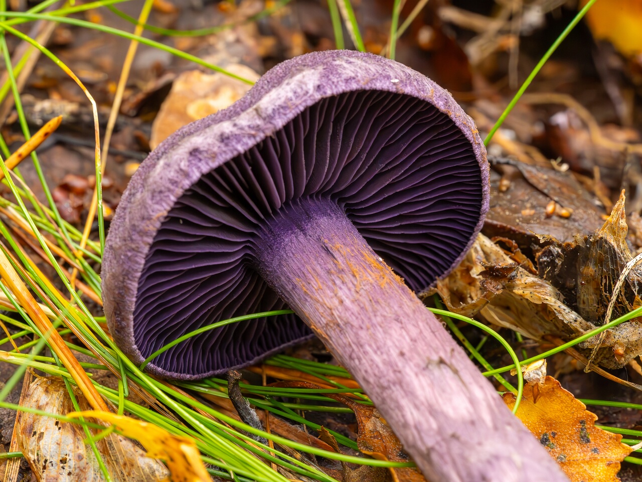cortinarius-violaceus_2023-09-10_1-9
