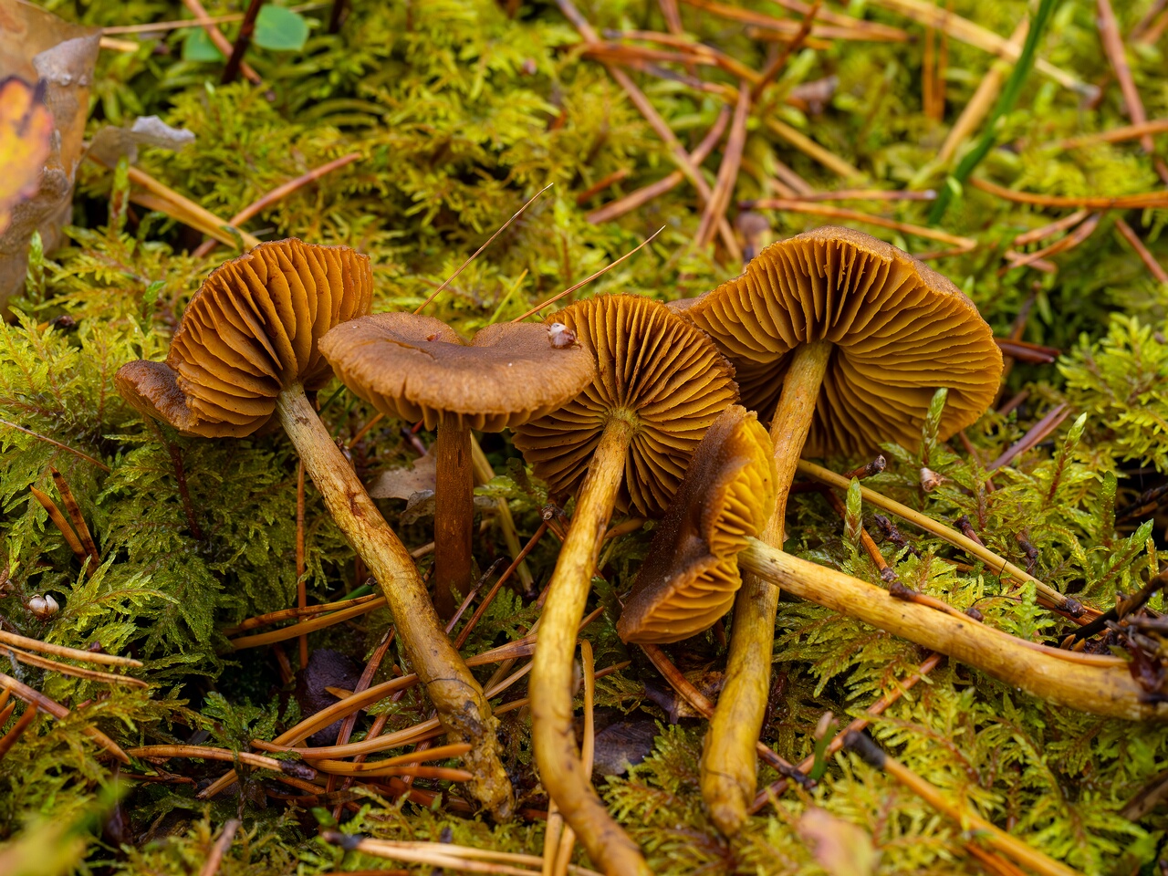 cortinarius-croceus_2024-10-19_1-8