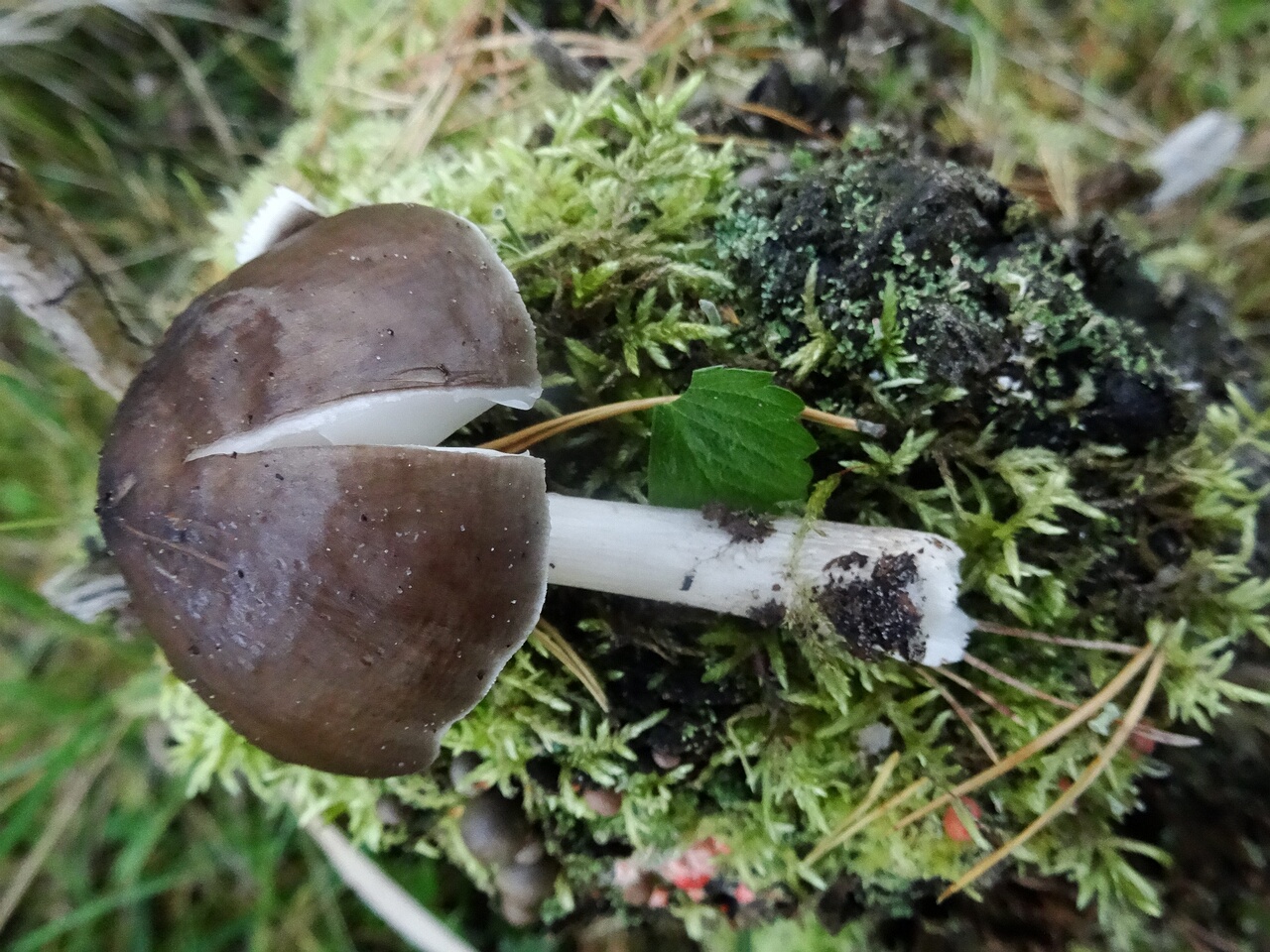 DSC03993