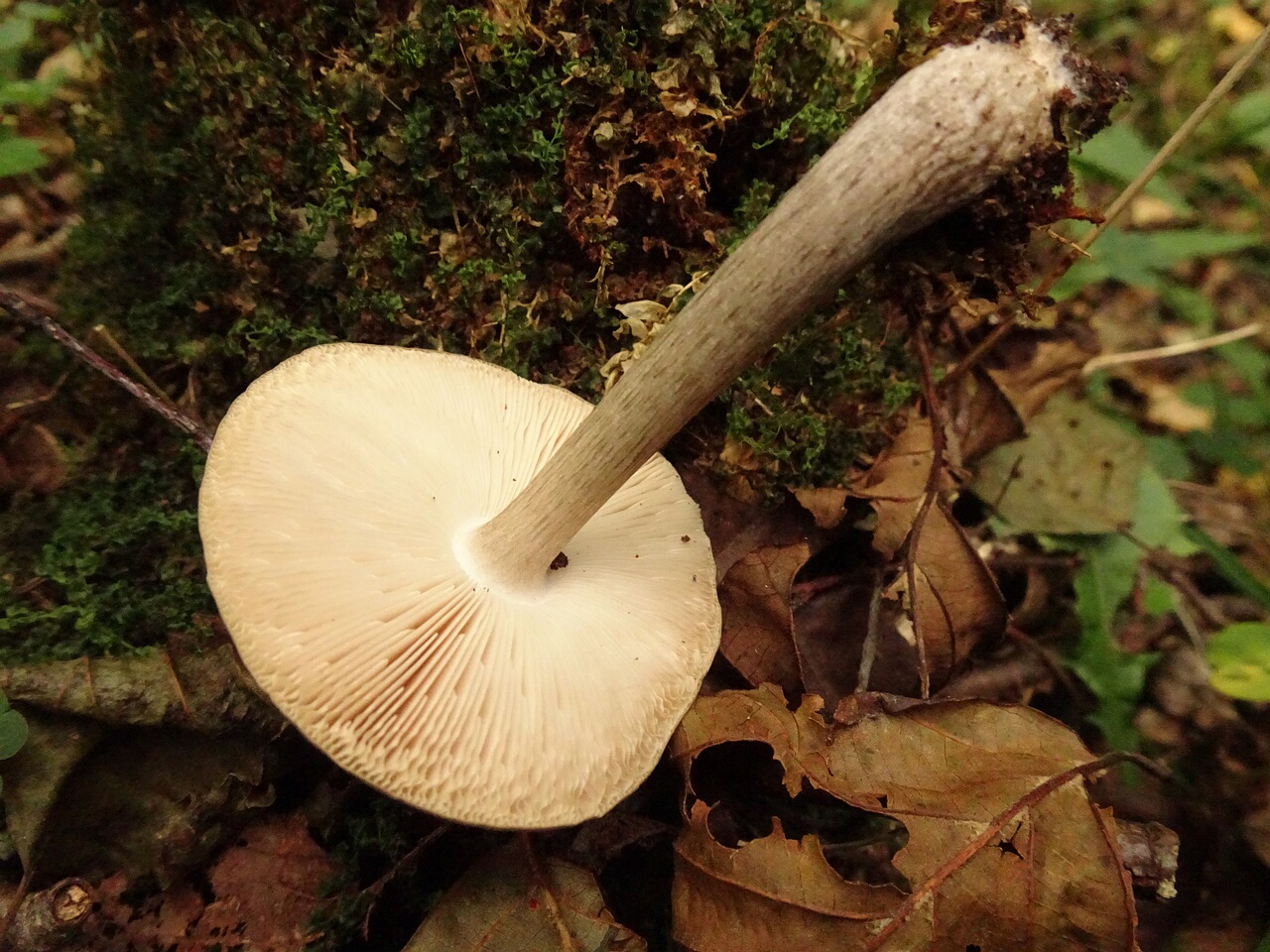DSC06607