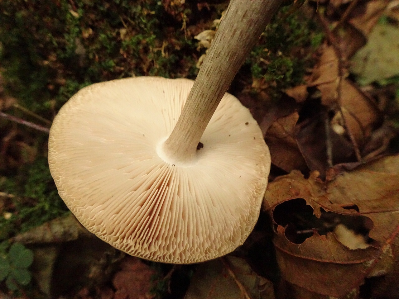 DSC06608