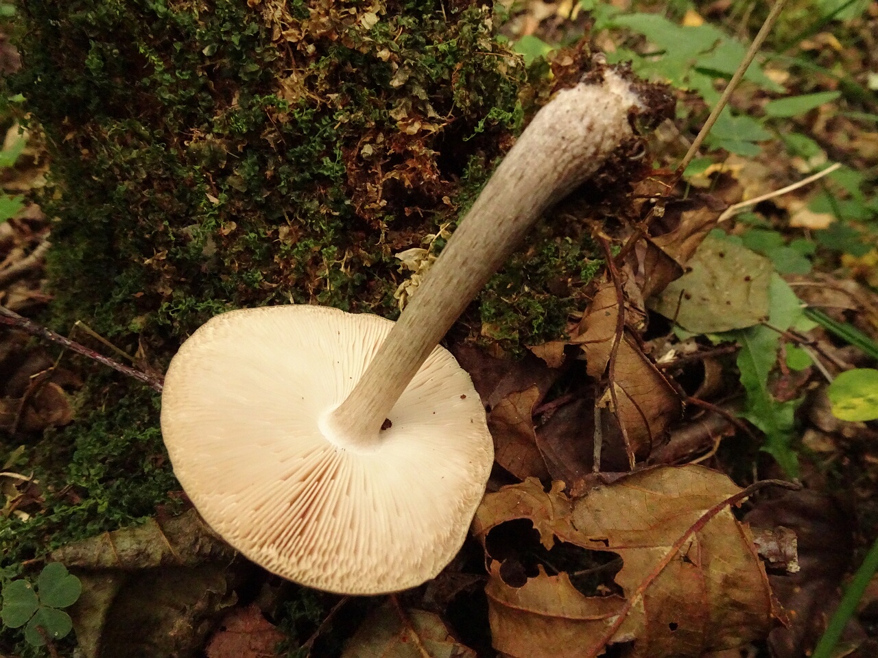 DSC06610