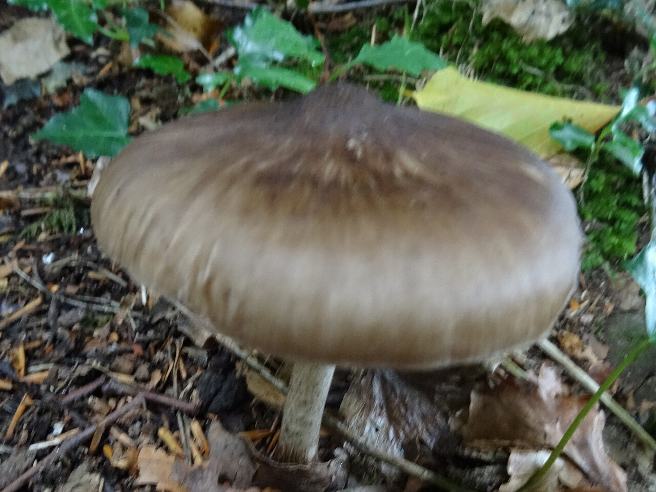 DSC06658