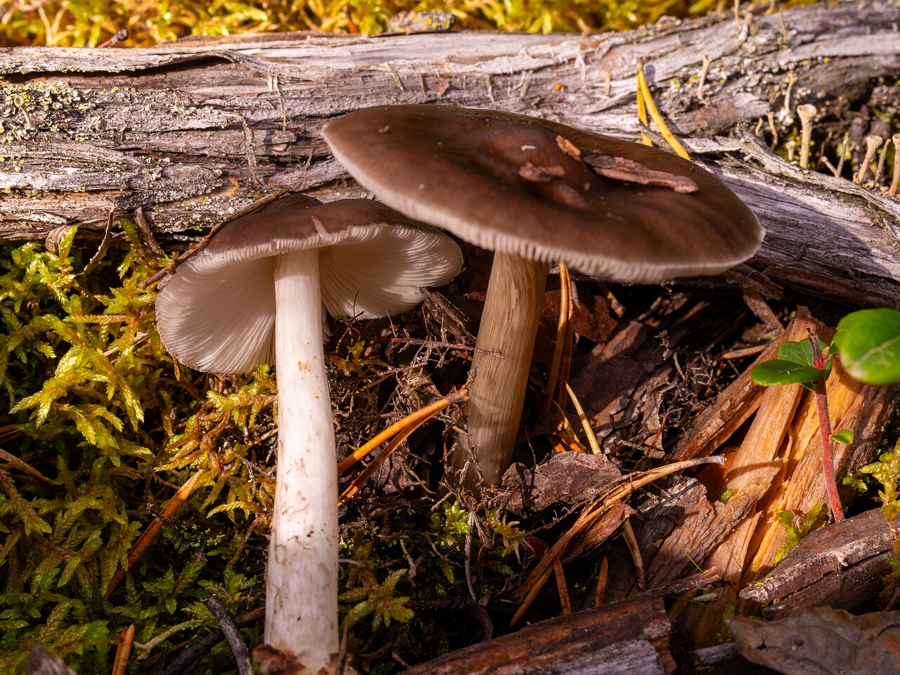 pluteus-cervinus_2024-10-12_1-1