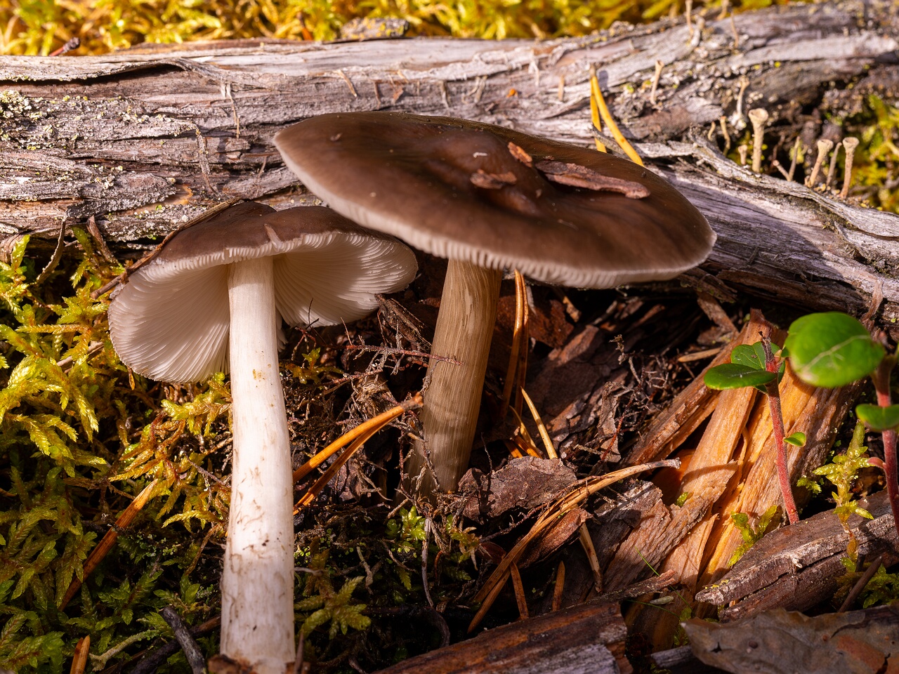 pluteus-cervinus_2024-10-12_1-3