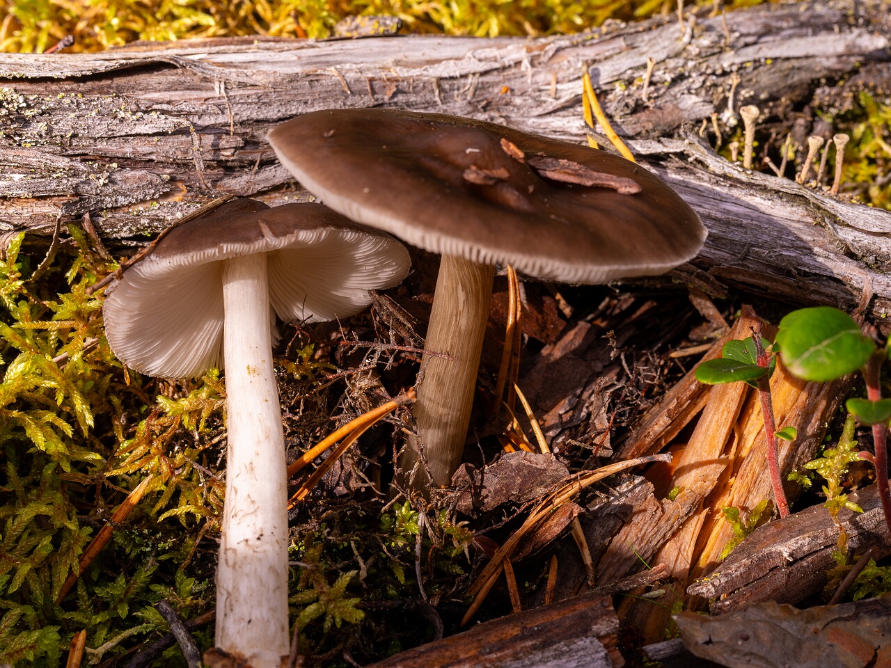 pluteus-cervinus_2024-10-12_1-4